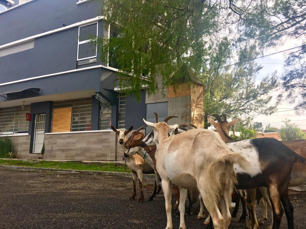Kaena Point Hostel Guatemala City Exterior photo
